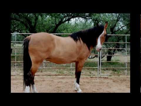 international publications - Written by Allison Milionis, Foreword by Dr. Temple Grandin, Photographed by Karen Tweedy-Holmes Published by Rizzoli International Publications The writer--...