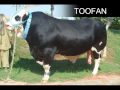 SHAH CATTLE FARM COW MANDI 2009 LATEST MUST CHECK