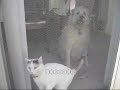 conversation with my cat