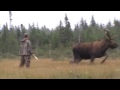 Moose at 7 Yards