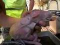 Pig-Dissection-Herbe