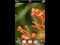 FlashCards for webOS, Palm Pre, Palm Pixi