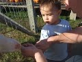 feeding goats