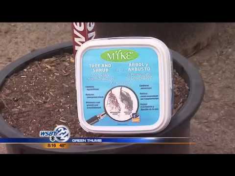 how to replant a weeping cherry tree