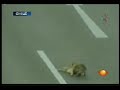 Ce chien est un héros !