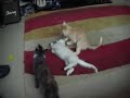 Cliquez pour voir la vid�o