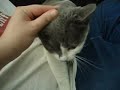 Catherine kneading (adopt me!)