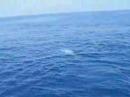 Whale Watching in Suruga-bay, Japan