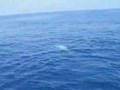 Whale Watching in Suruga-bay, Japan