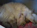 Luna bay and Kittens at day 11