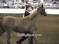 patrick swayze is seen here showing his arabian horse at the kentucky horse park in lexington kentucky. equestrian forum weshoothorses.com ping =^.^= for complete playlists & full episodes gobigblue.com videofreelexington.com