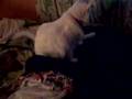 Cats In My Mom's Room