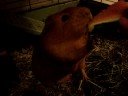 Guinea Pig