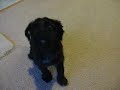 Kirby the Morkie from Omaha does His usual dog tricks Kirby the Morkie from Omaha does His usual dog tricks