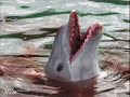 Funny Animal Pictures