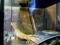 leopard gecko stop looking at me