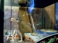 leopard gecko stop looking at me