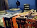 leopard gecko stop looking at me