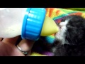 みうたん４日目ミルクを飲んでる