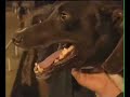 Greyhound Racing - Tims Crow - Stud Video