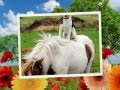 Horse Rp Site. Horse Video