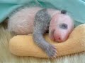 Watch a Panda grow right in front of your eyes!