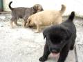 mis perritos 3