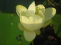The Lotus of Lichterman Nature Center, Memphis, TN