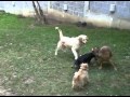maggie & molly bgd.flv maggie & molly bgd.flv