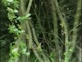 Realisation of David Tudor's Rainforest IV