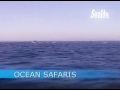 Sealife Ocean Safaris in The Algarve Sealife Ocean Safaris in The Algarve