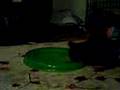 videos de 