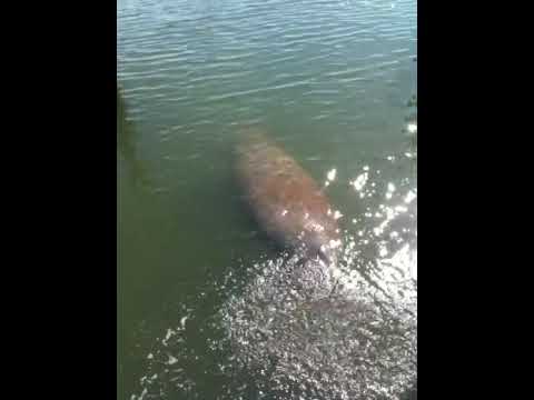 More Manatees