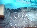 Mozambique spitting cobra