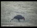Southern Ground Hornbill at Nkorho Pan