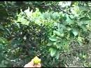 Amazon Cashew Tree