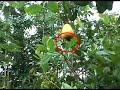 Amazon Cashew Tree