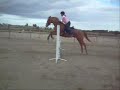 horses..,jumping,