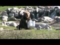 Bear vs. Yeti Cooler