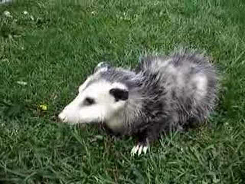 Baby the pet Opossum