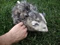 possum-2.html
