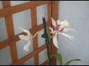Orchids Growing on Patio Orchids Growing on Patio
