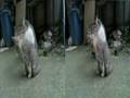videos de Stray cats in stereo scopic