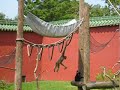 See the Monkey!