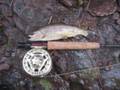 fly fishing arizona trout creeks and streams