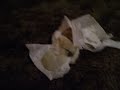 The Diaper Song!