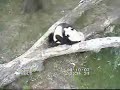 Mei Xiang and Tian Tian Playing