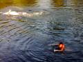pushtoon firs time swimming