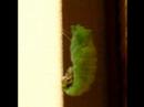 Goodbye my Swallowtail (In my Heart - JAM Project) Goodbye my Swallowtail (In my Heart - JAM Project)