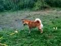 Mikado vs. The Sprinkler